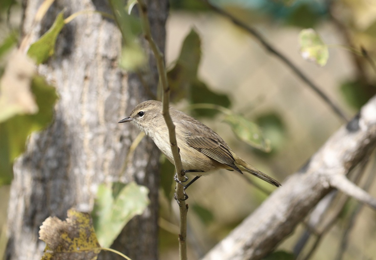 Palm Warbler - ML624555889