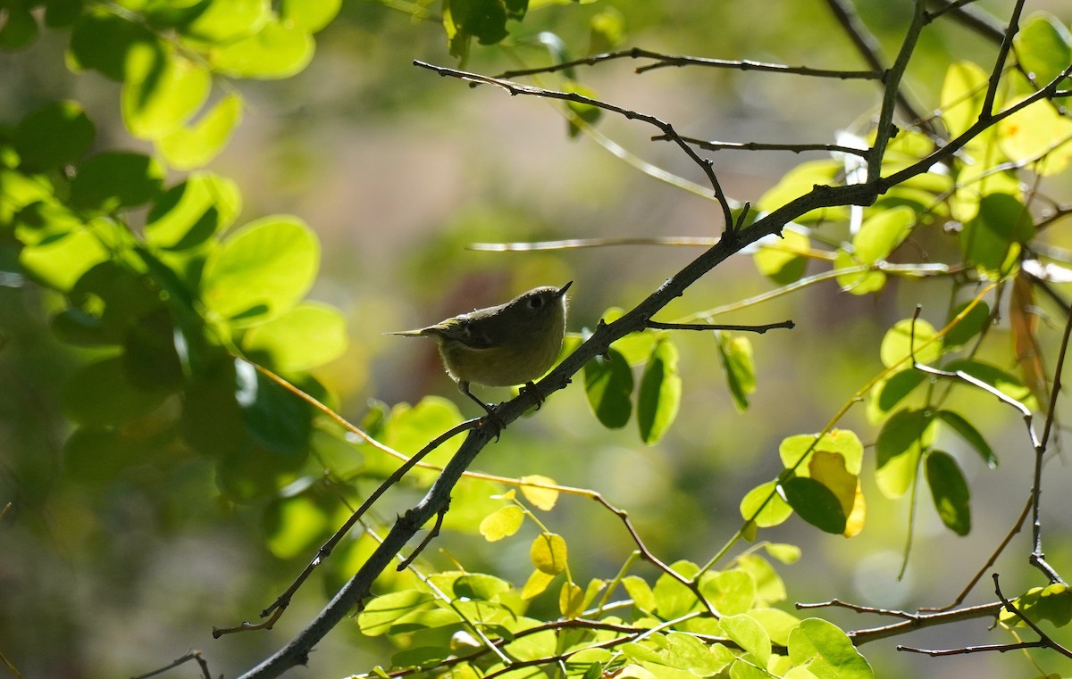 Ruby-crowned Kinglet - ML624555890