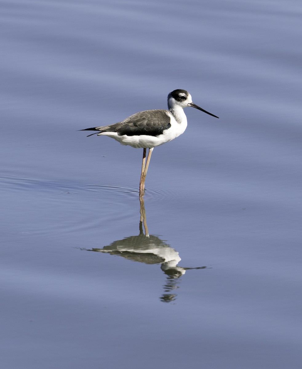 Black-necked Stilt - ML624555891