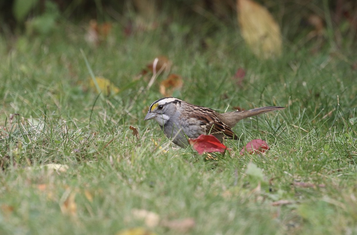 White-throated Sparrow - Mary Backus