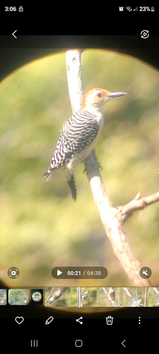 Red-bellied Woodpecker - ML624555893