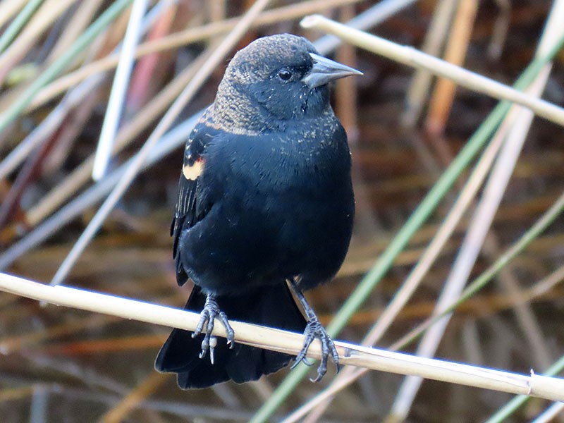 Red-winged Blackbird - ML624555895