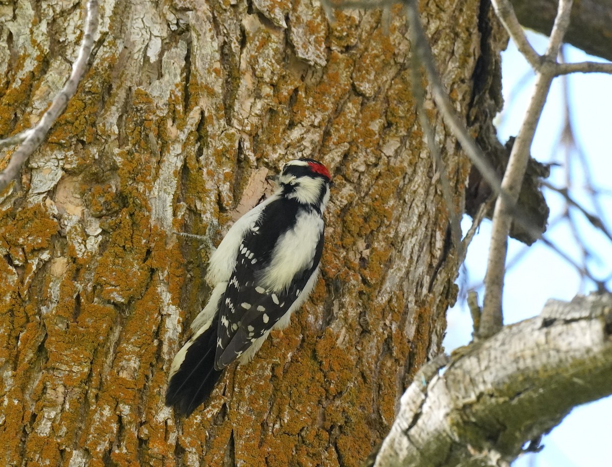 Downy Woodpecker - ML624555896