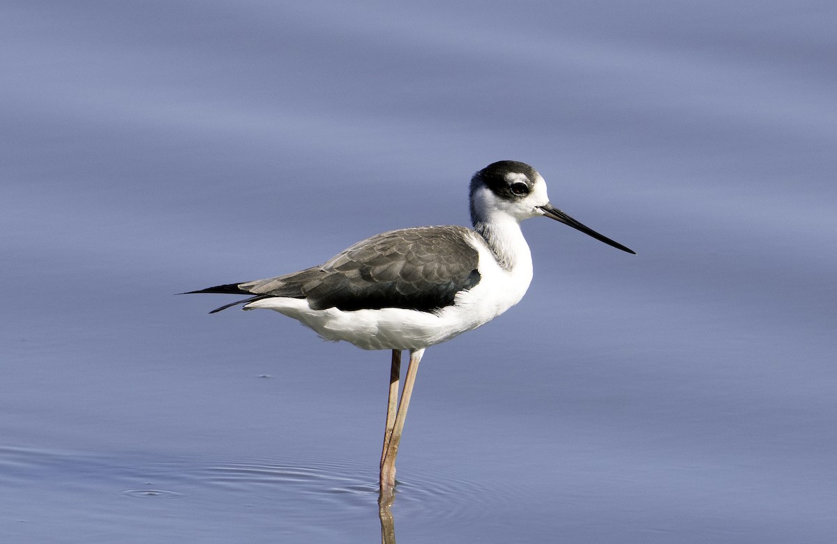 Black-necked Stilt - ML624555903