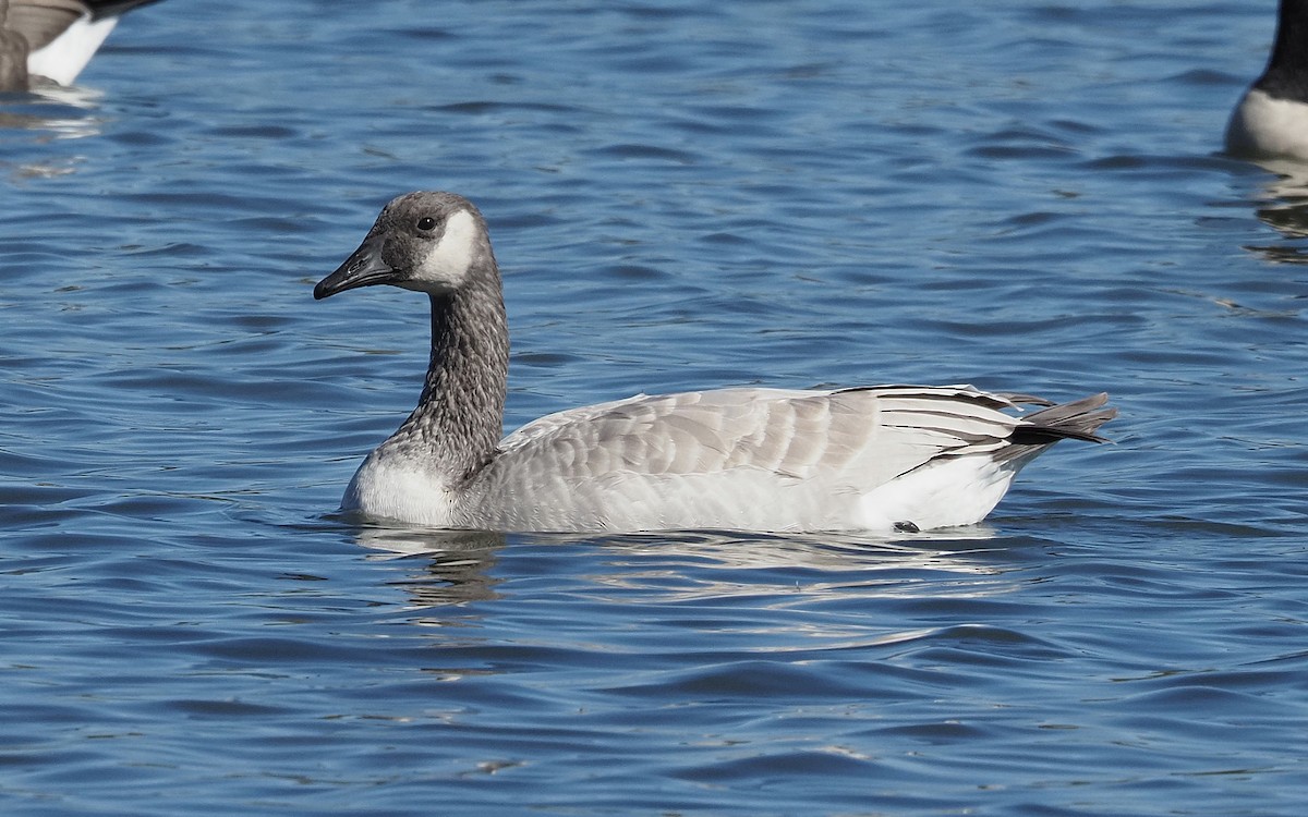 Canada Goose - ML624555912