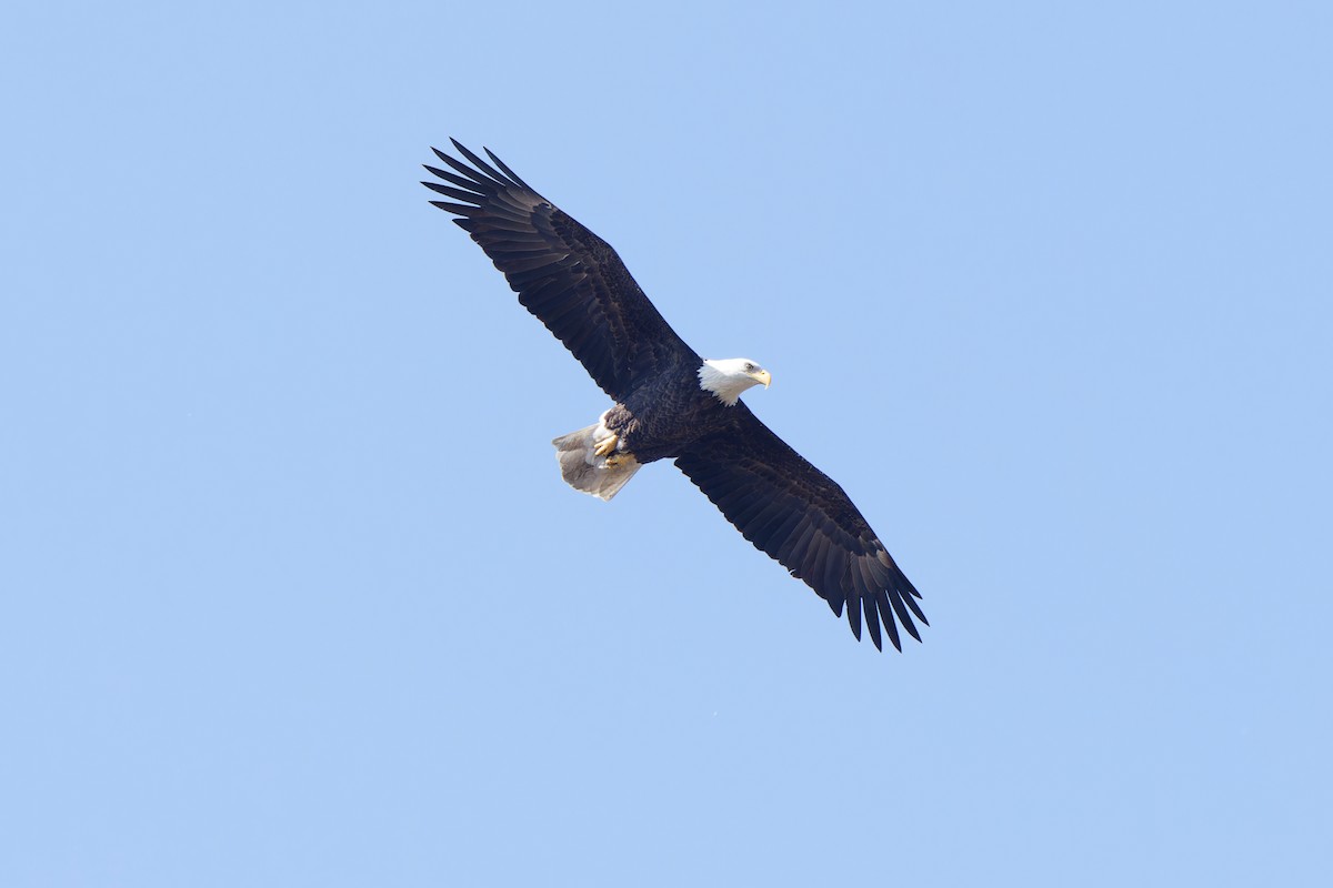 Bald Eagle - ML624555915