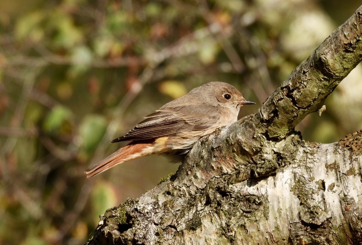 Common Redstart - Stu  Buck