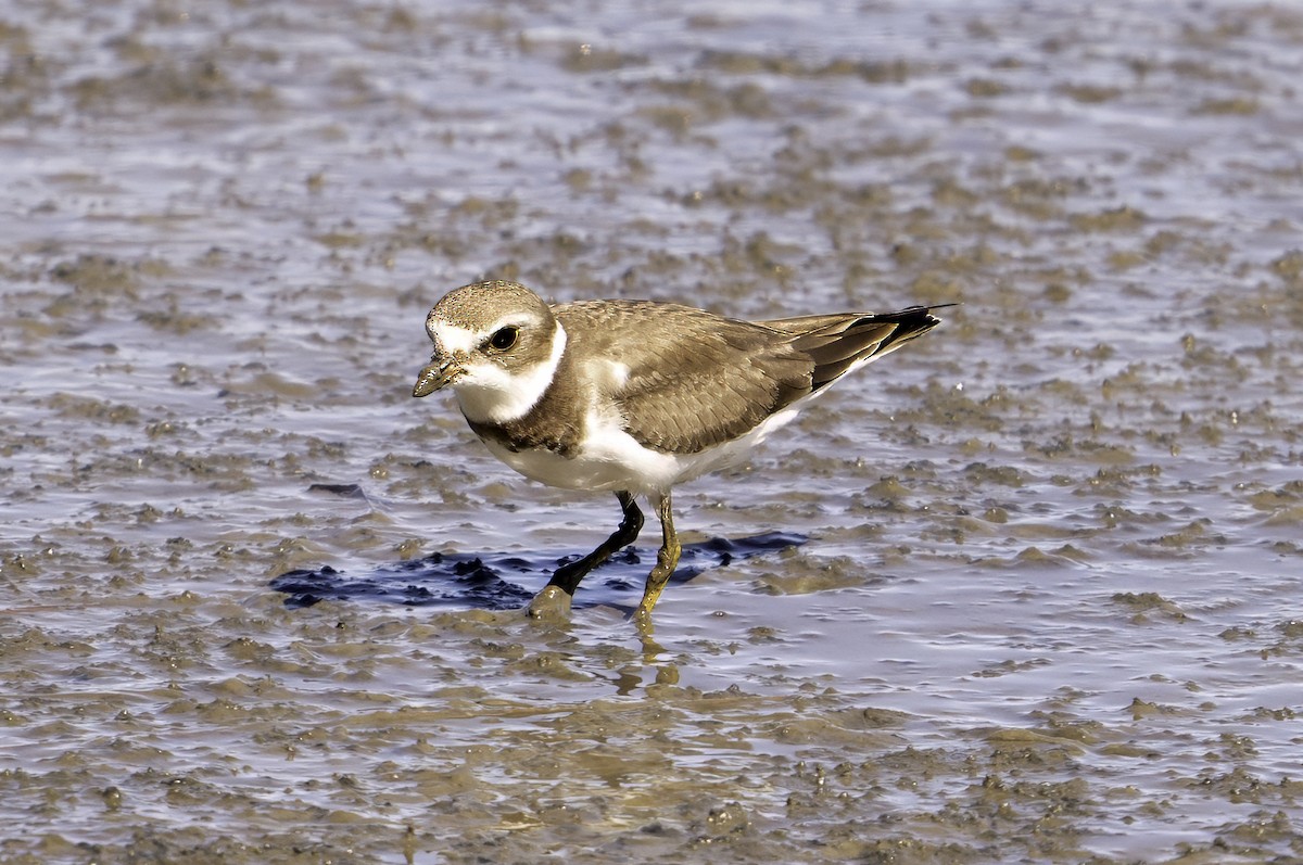 Semipalmated Plover - ML624555921