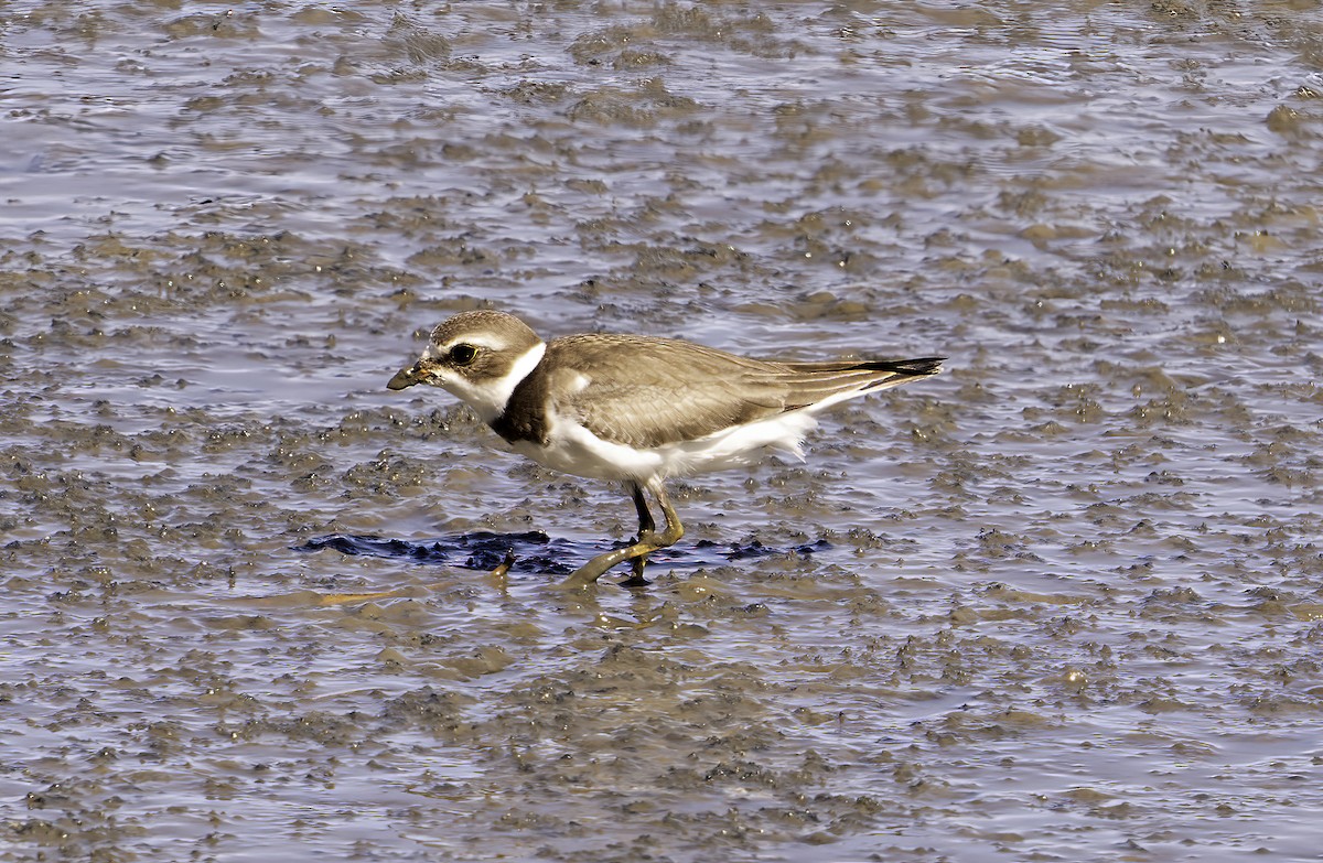 Semipalmated Plover - ML624555926