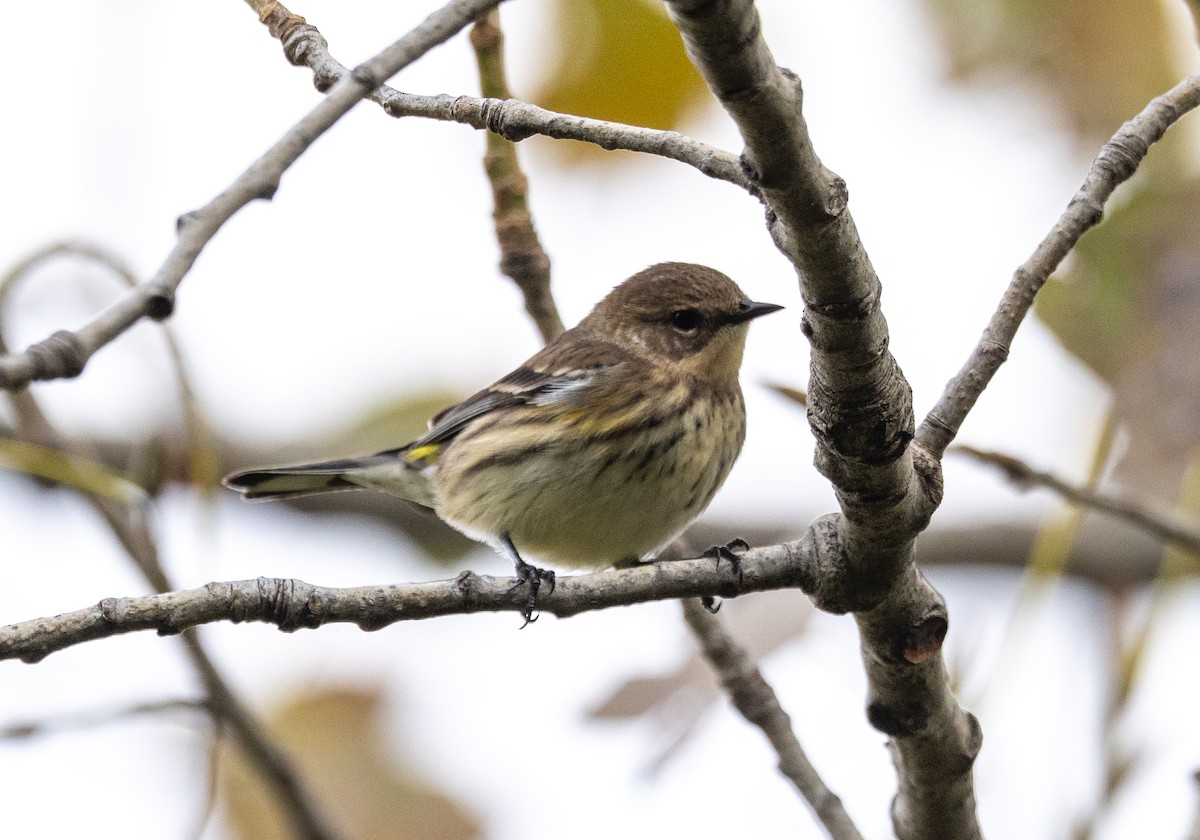 Yellow-rumped Warbler - ML624555927