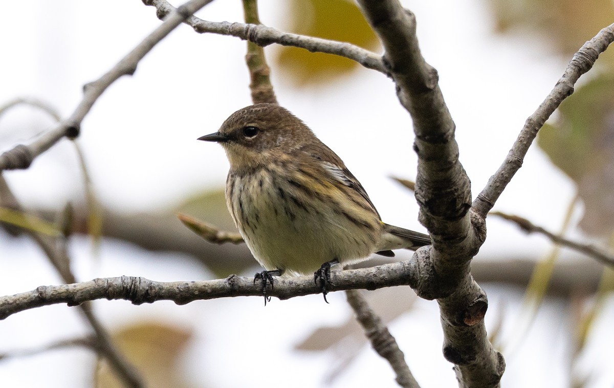 Yellow-rumped Warbler - ML624555930