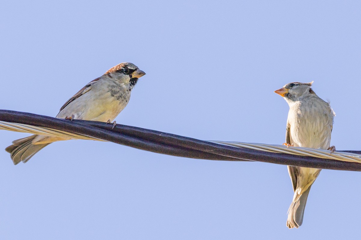 House Sparrow - ML624555936