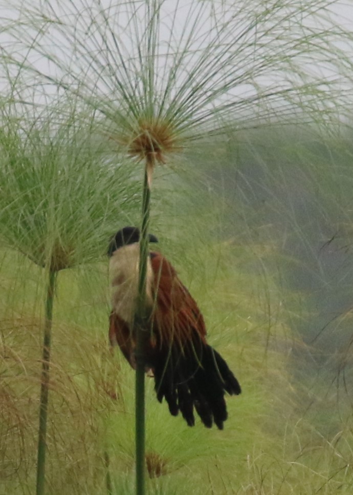 Blue-headed Coucal - ML624555975