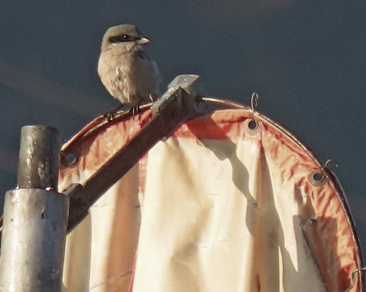 Loggerhead Shrike - ML624555982