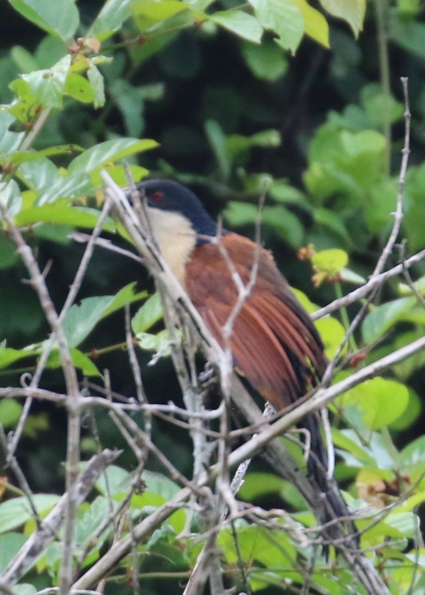 Blue-headed Coucal - ML624555986