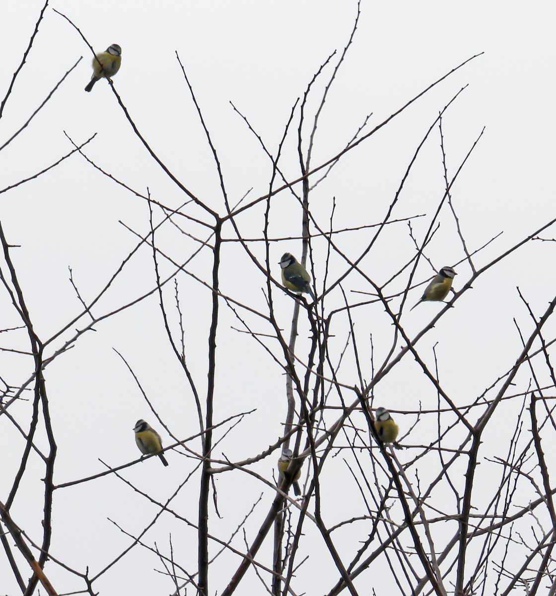 Eurasian Blue Tit - ML624555987