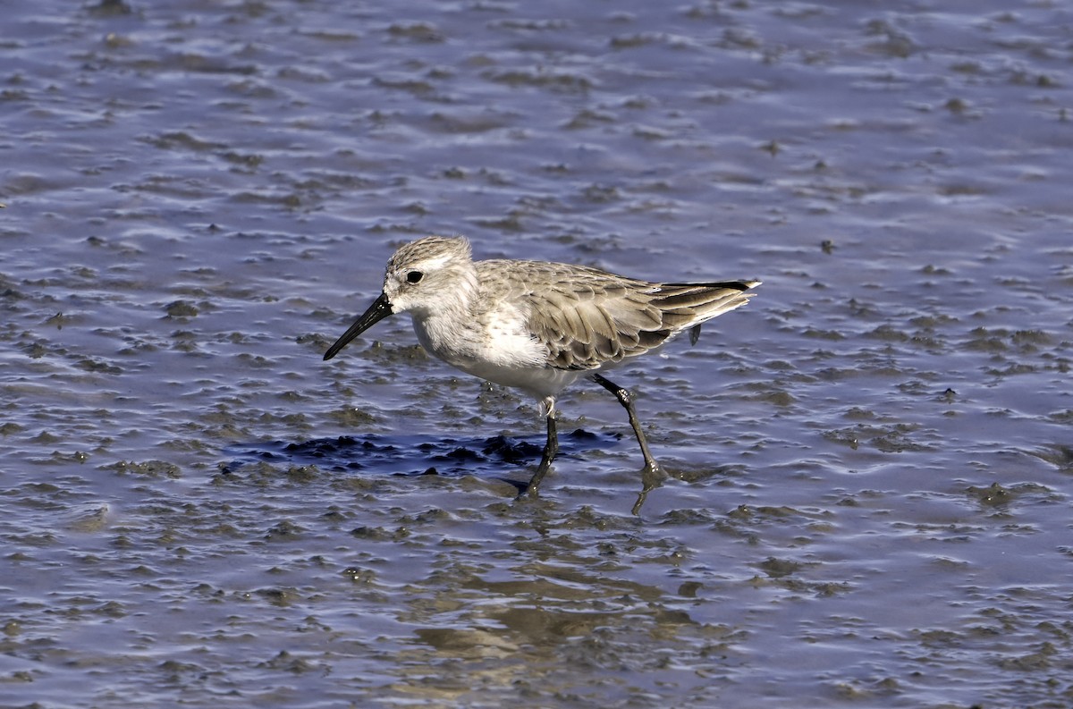 Western Sandpiper - ML624555988