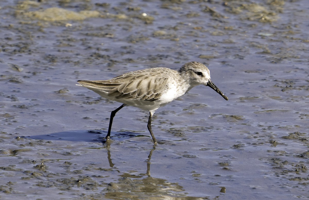 Western Sandpiper - ML624555989