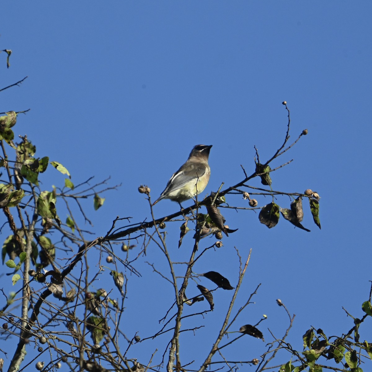 Cedar Waxwing - ML624555991