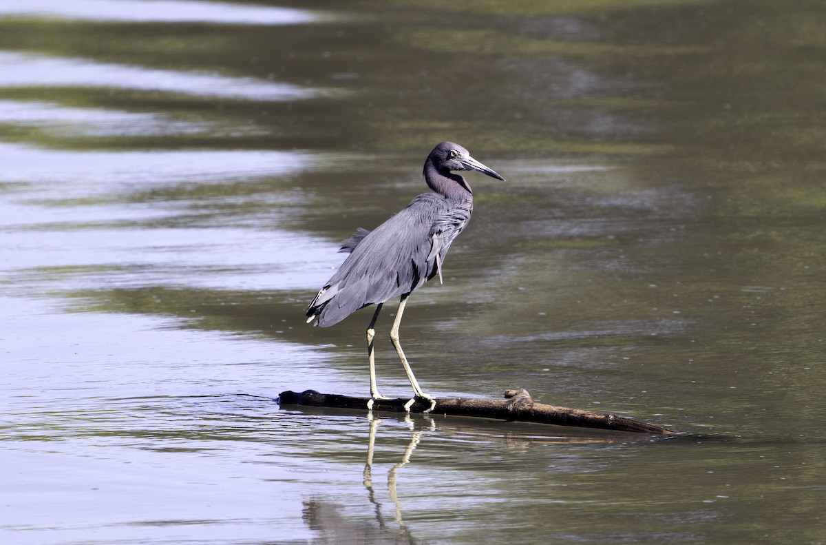 Little Blue Heron - ML624555996