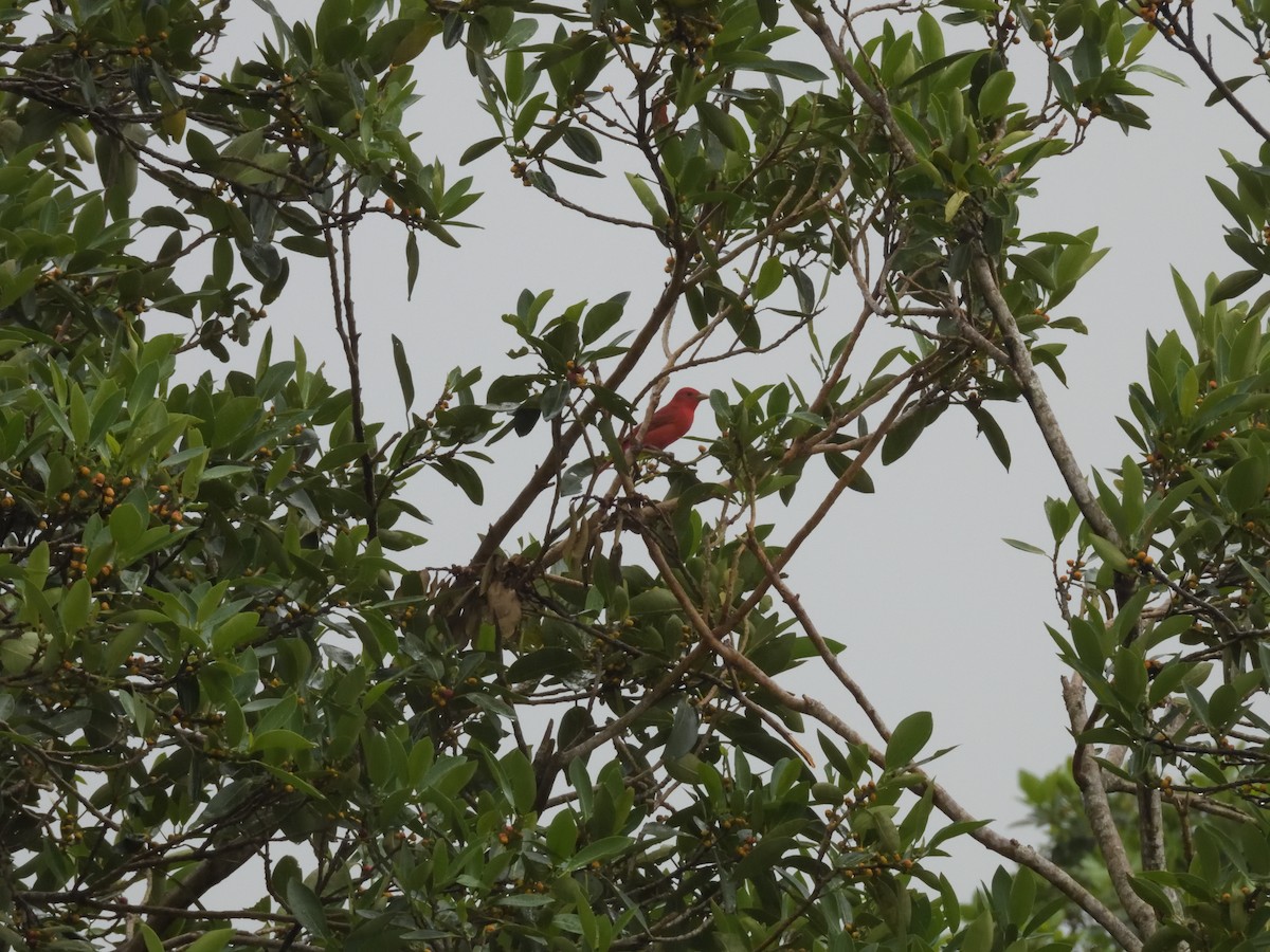 Summer Tanager - Lori Driscoll