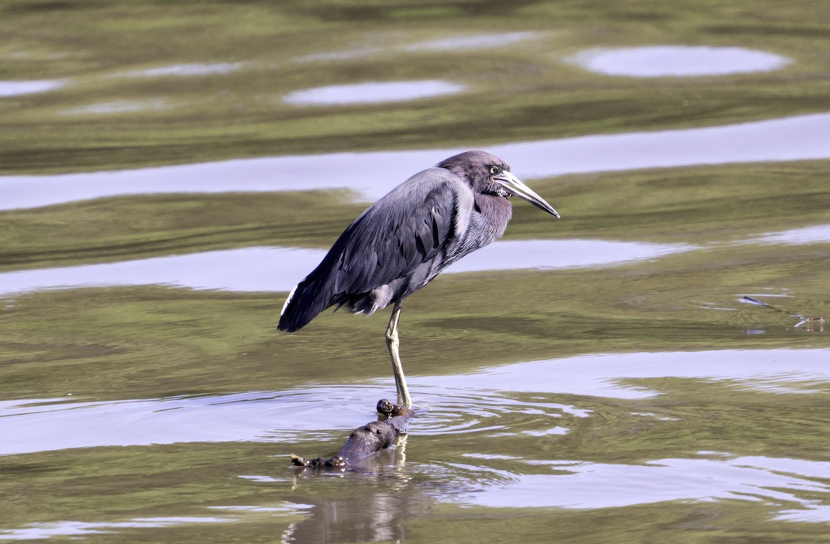 Little Blue Heron - ML624555998