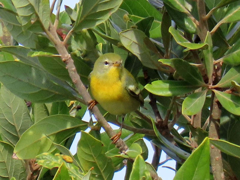 Northern Parula - ML624555999