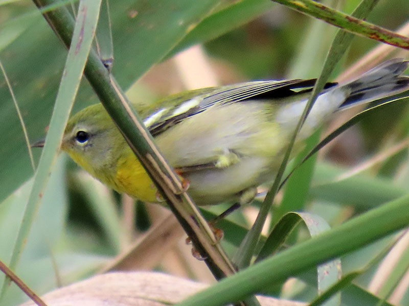 Northern Parula - ML624556000