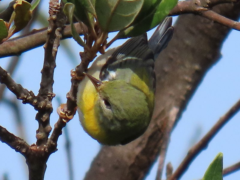 Northern Parula - ML624556001