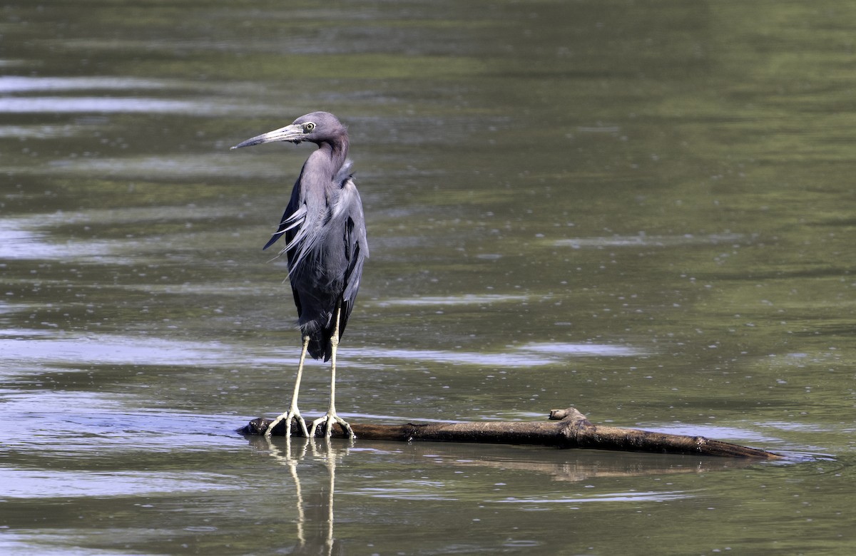 Little Blue Heron - ML624556002