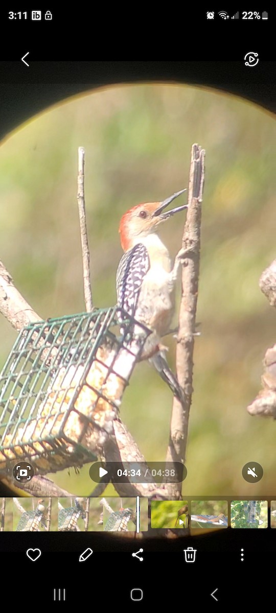 Red-bellied Woodpecker - ML624556003