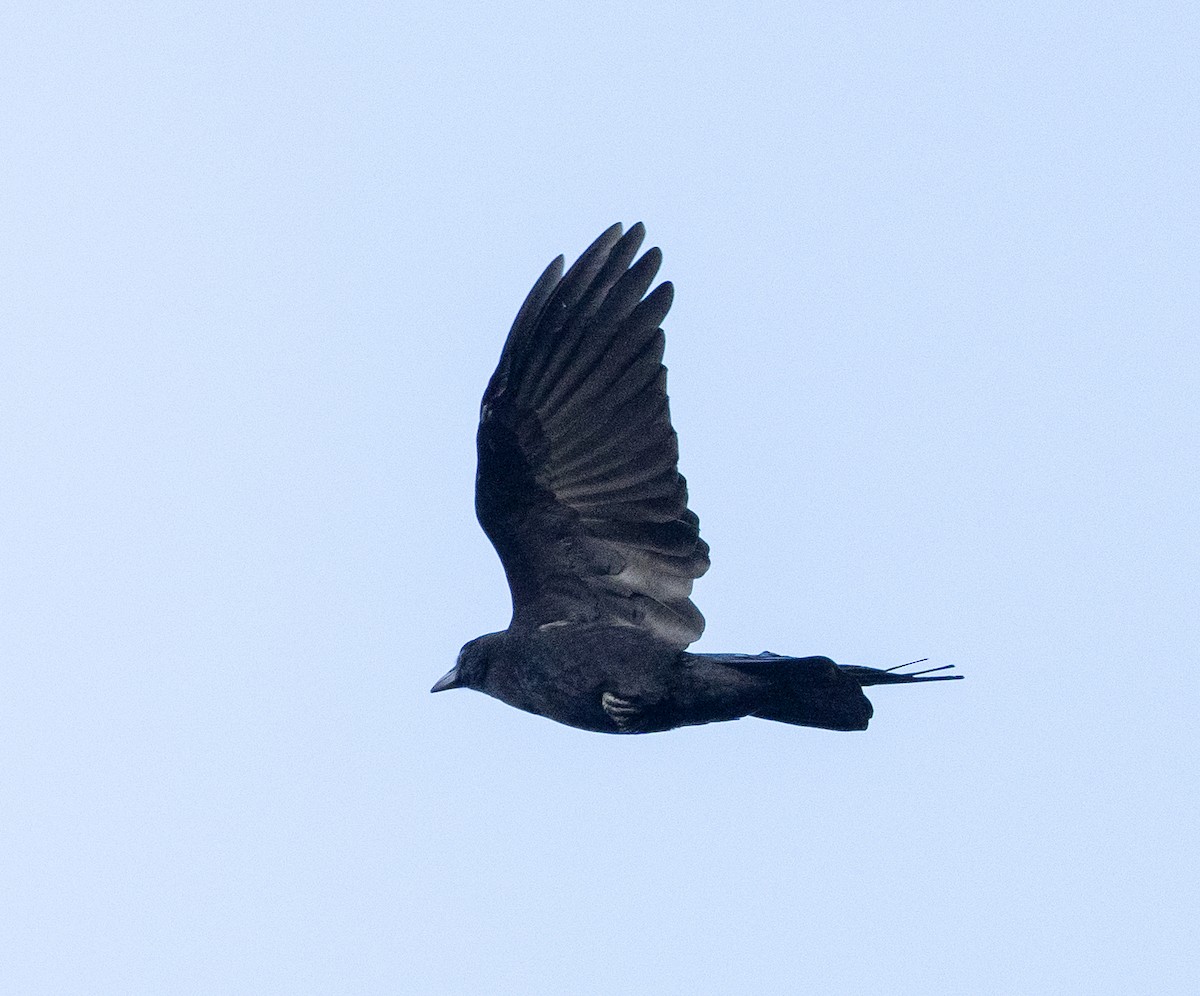 American Crow - Scott Murphy