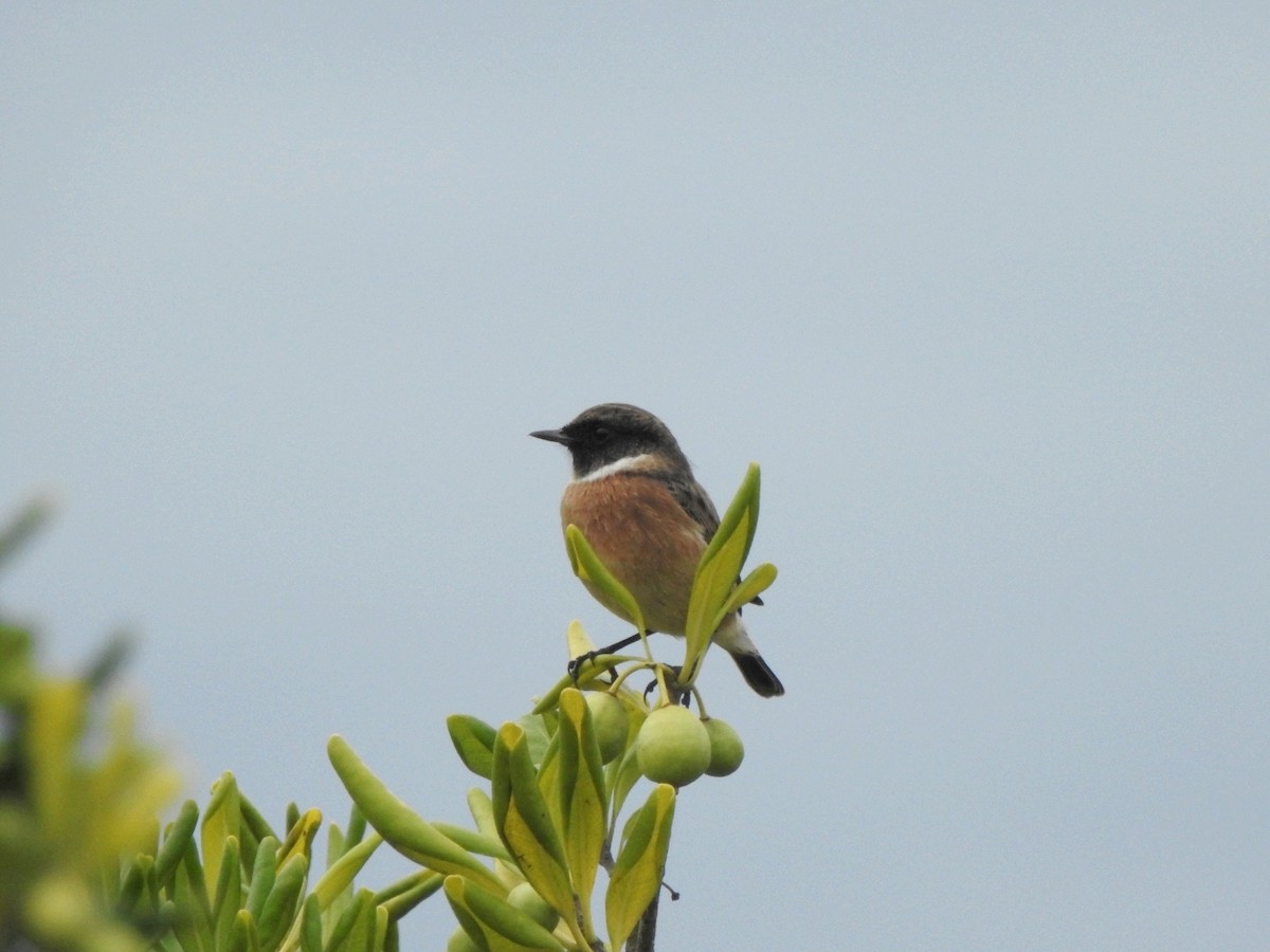 European Stonechat - ML624556005