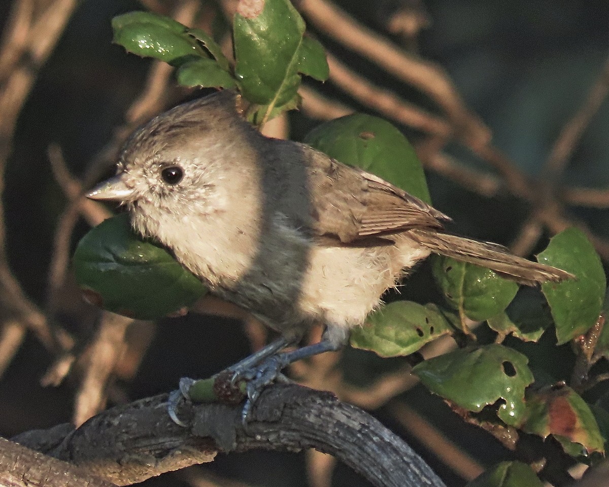 Oak Titmouse - ML624556014