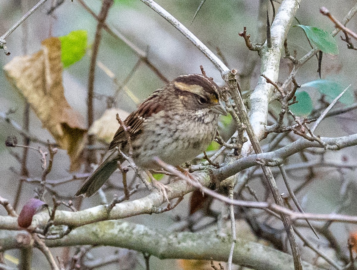 White-throated Sparrow - ML624556017