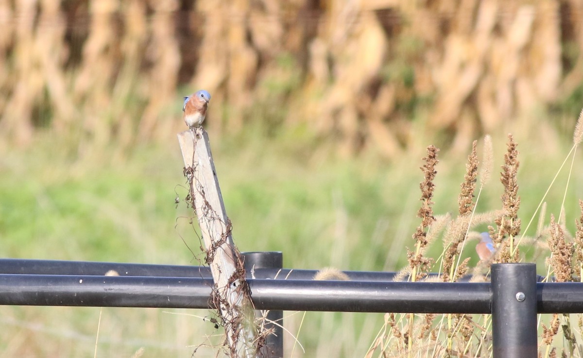 Eastern Bluebird - ML624556023