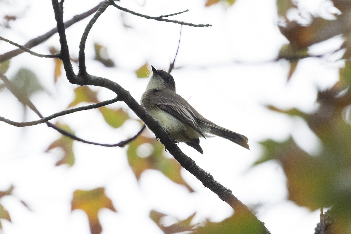 Eastern Phoebe - ML624556024