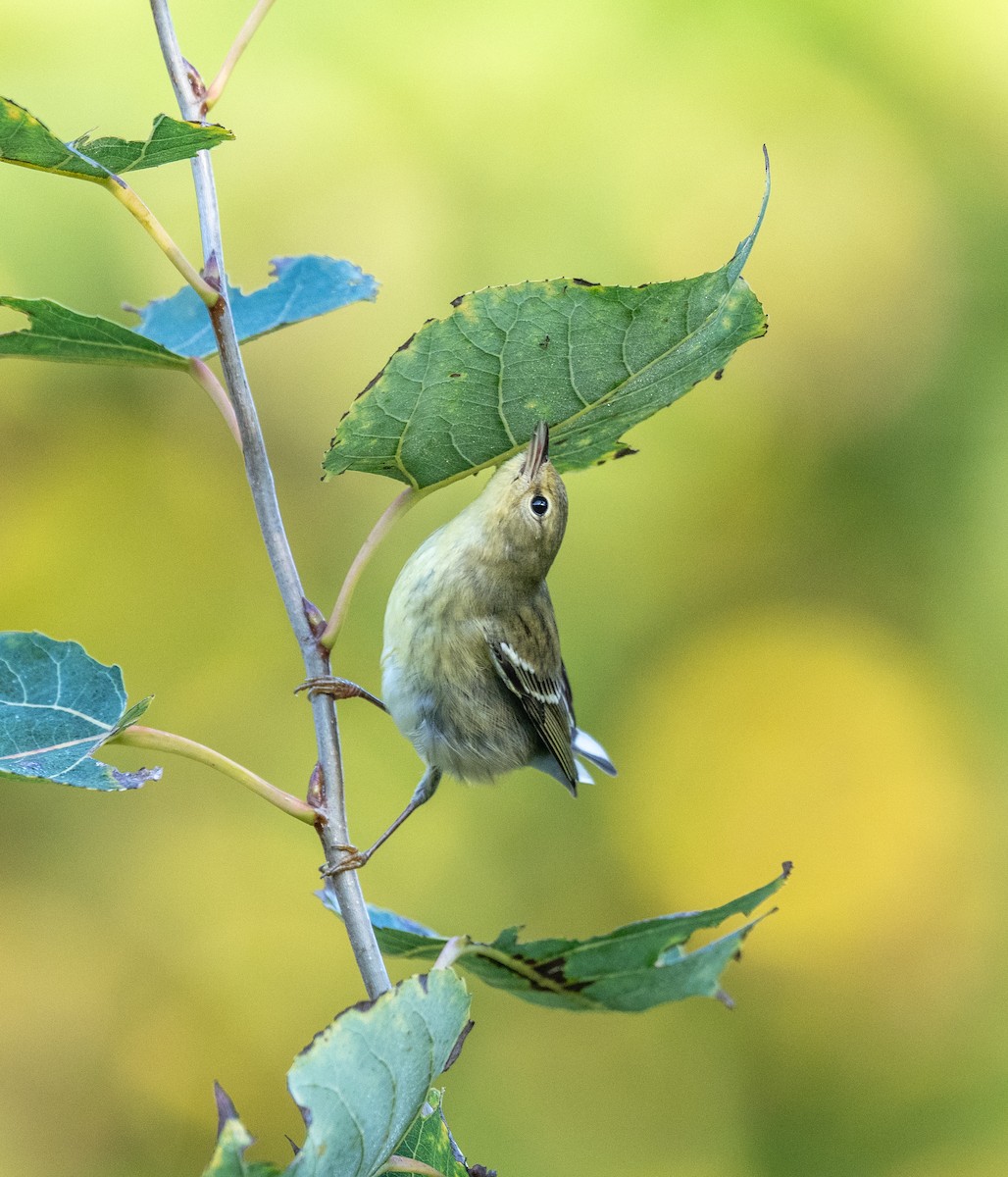 Blackpoll Warbler - ML624556025