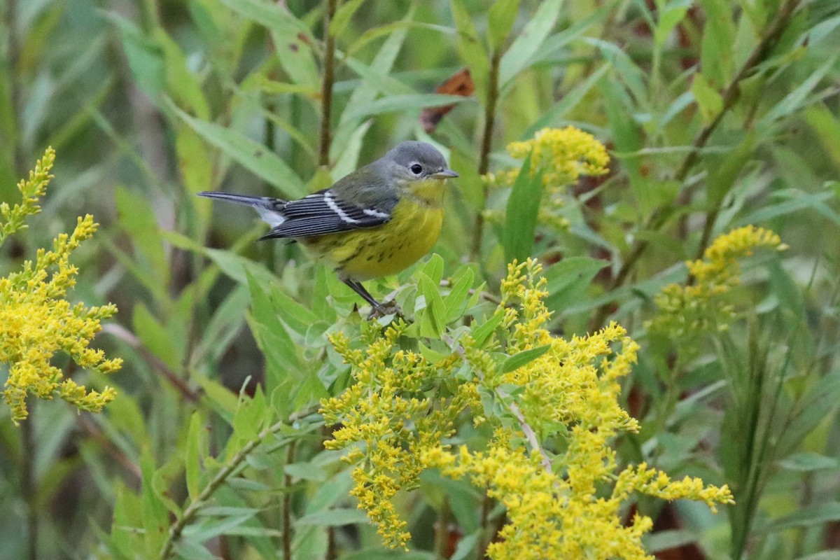 Magnolia Warbler - ML624556026