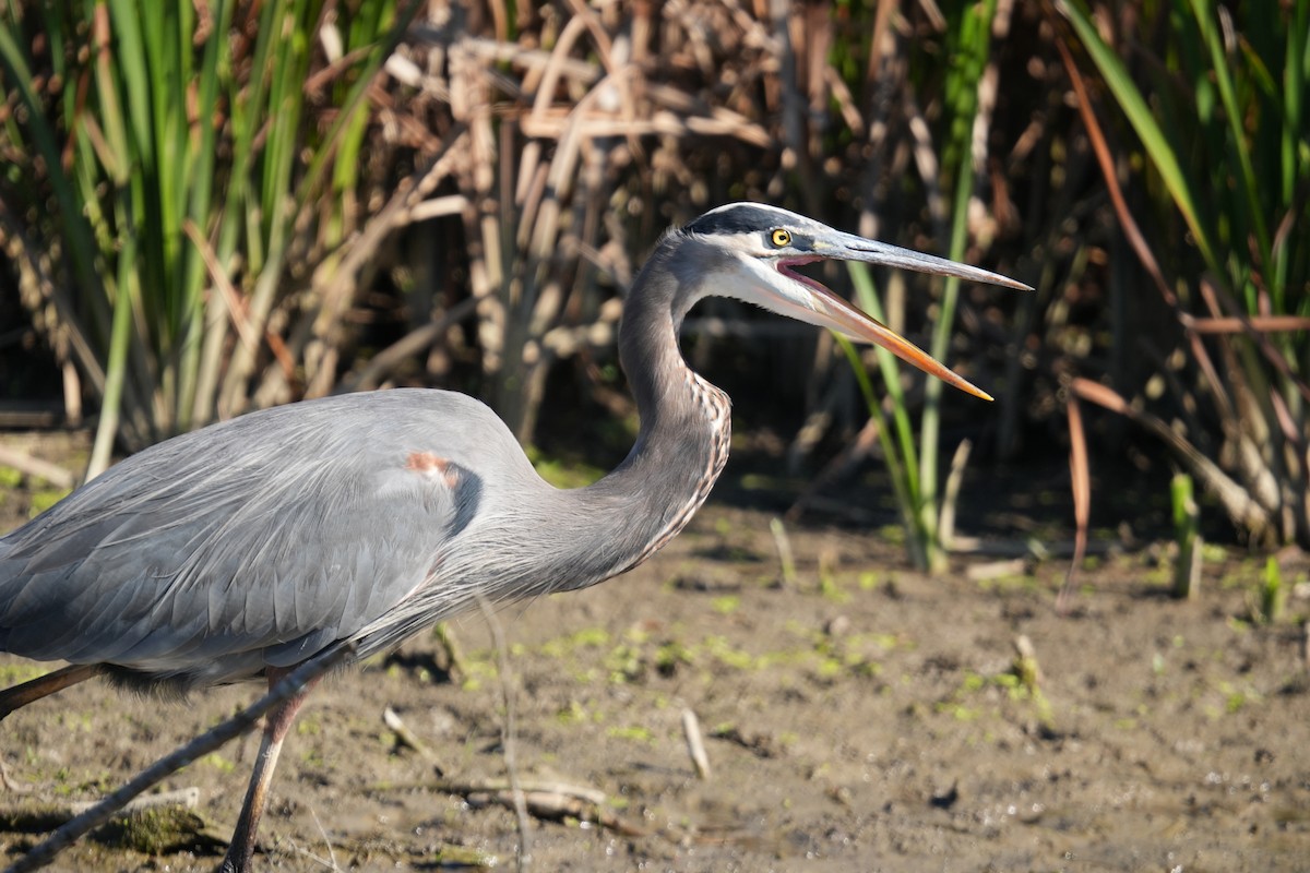 Great Blue Heron - ML624556028