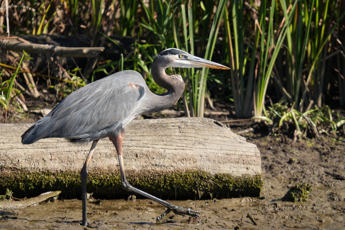 Great Blue Heron - ML624556030