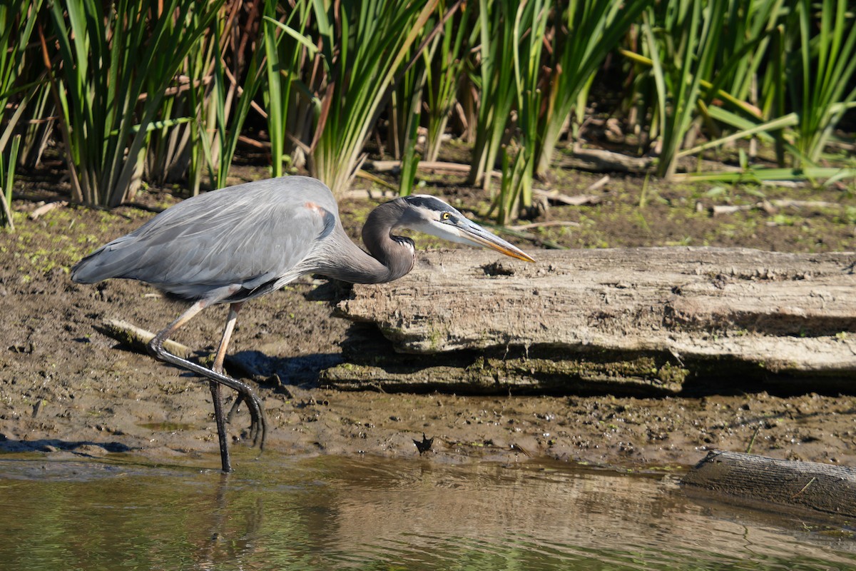 Great Blue Heron - ML624556031