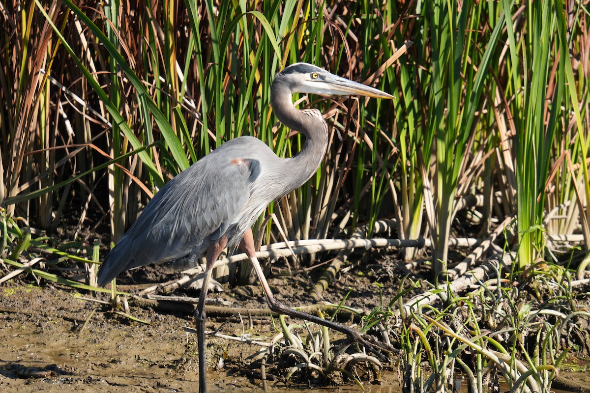 Great Blue Heron - ML624556032