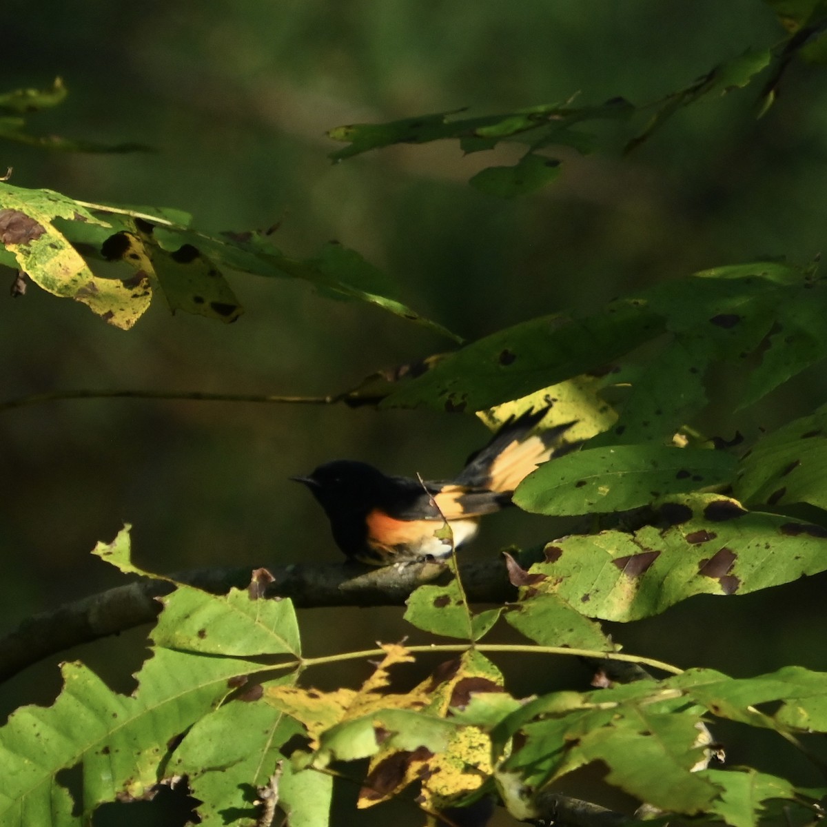 American Redstart - ML624556044