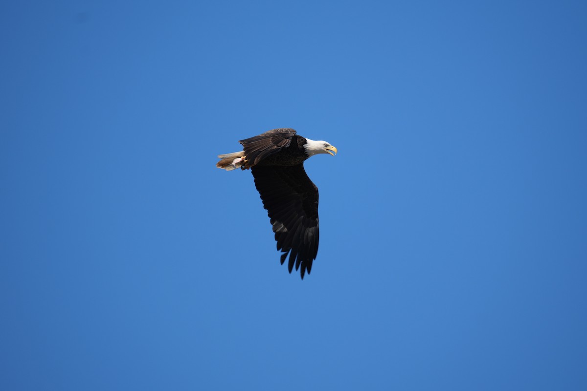 Bald Eagle - ML624556052