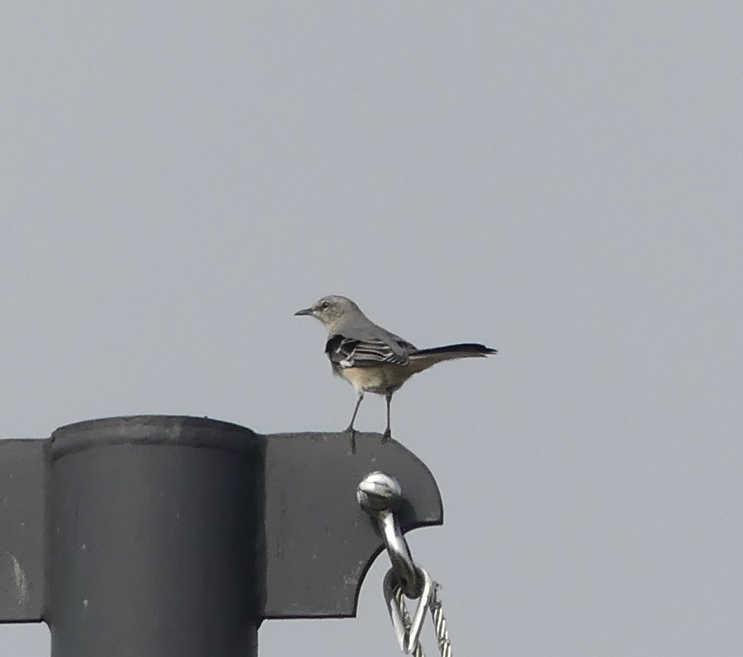 Northern Mockingbird - ML624556059