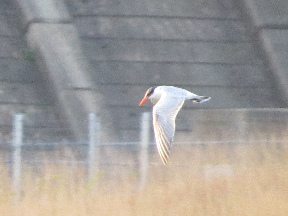 Caspian Tern - ML624556060