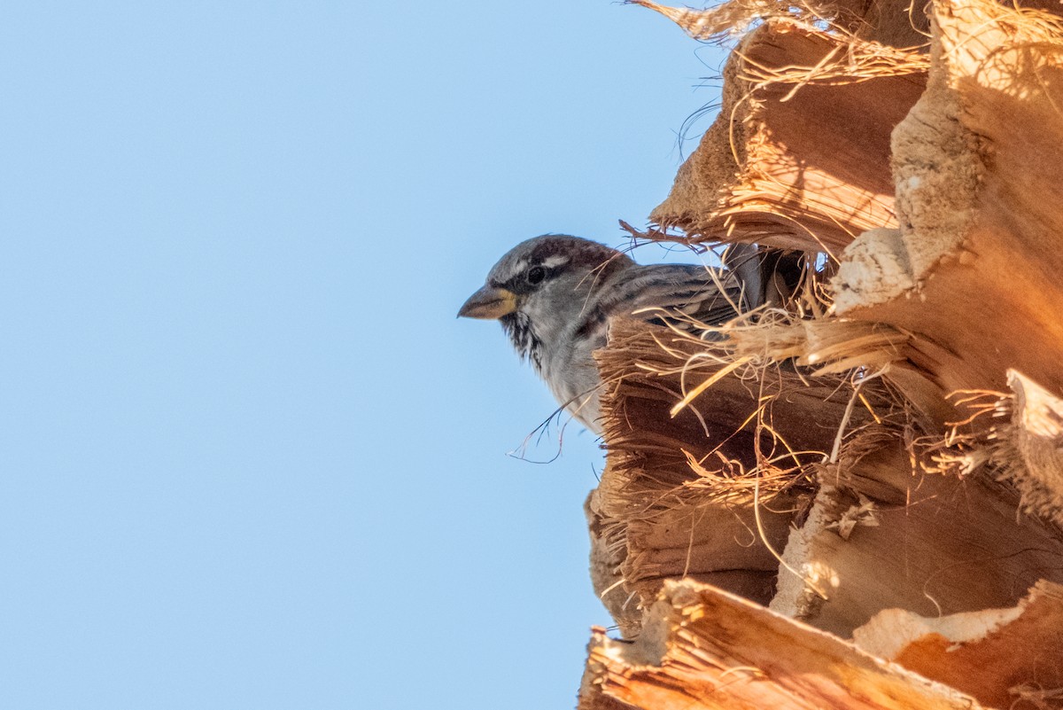 House Sparrow - ML624556190