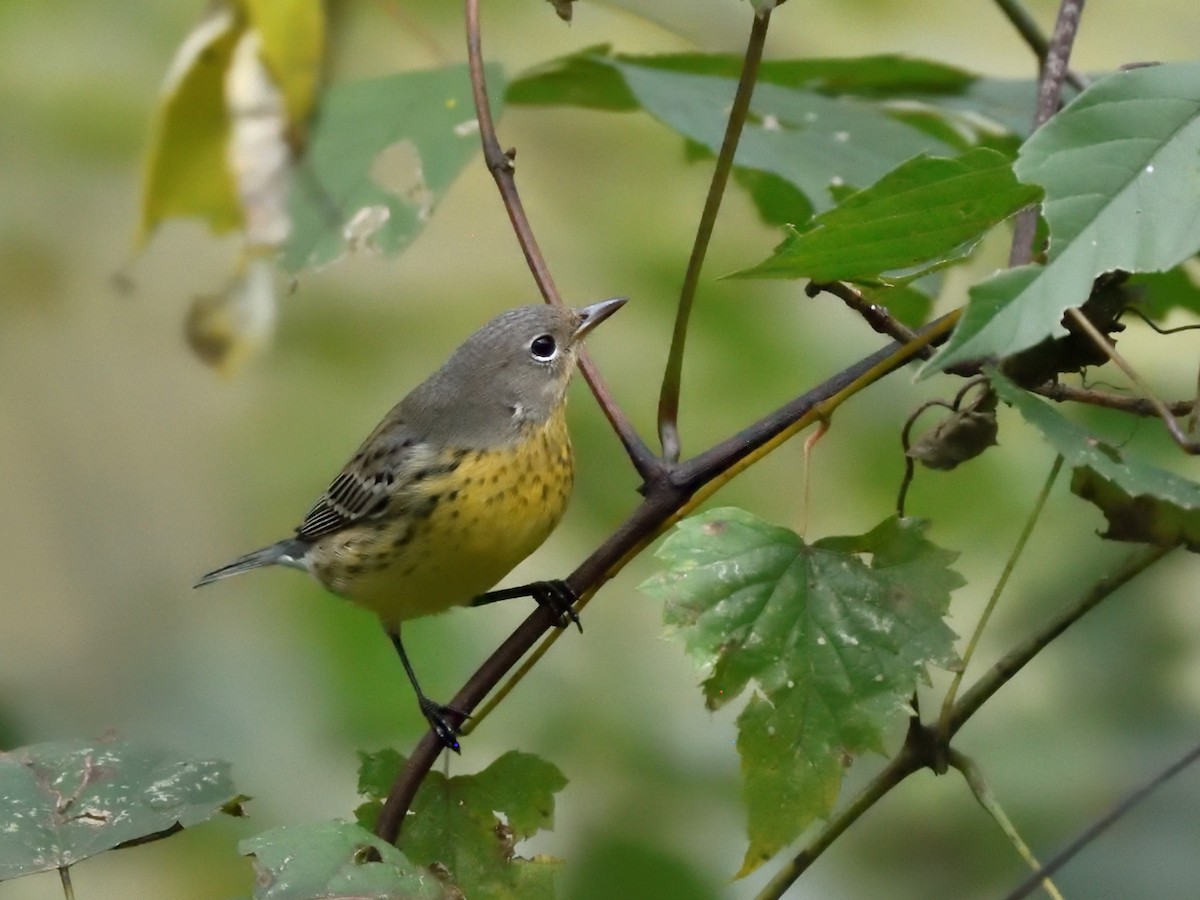 Kirtland's Warbler - ML624556196