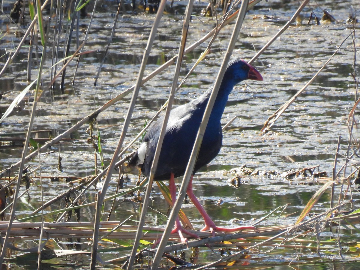 Western Swamphen - ML624556220